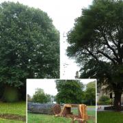 While Brighton still has a number of stunning elm trees, others have not been so lucky.