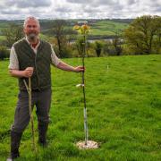 Martyn Williams and a sweet chestnut tree