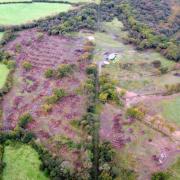 The woodland after the felling had taken place