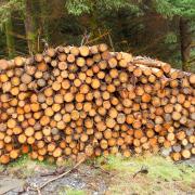 Is it a surprise that forestry has fallen down the pecking order?