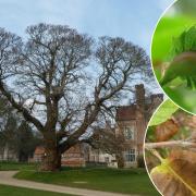 Main: After English yew and English oak, sweet chestnut is the longest-lived tree in the UK. Pictured is a very old sweet chestnut situated alongside an Elizabethan mansion in Hampshire; probably not a lot of difference in their ages.