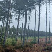 Instead of clearcutting an entire area, Forestry and Land Scotland (FLS) bosses have implemented the technique for blocks of commercial Scots pine