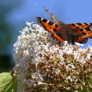 Almost out for the count – small tortoiseshell once the most widespread and common butterfly in gardens has shown a slump in numbers which experts think is at least partly due to the effects of an exotic natural enemy.