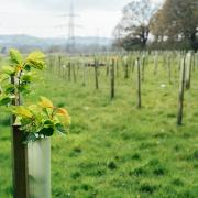 The UK must 'ramp up' its tree planting rates, climate advisors have said