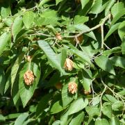 Ostrya japonica leaves and fruit.