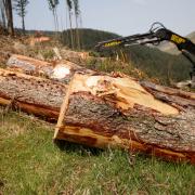 Concern has been raised about the future of forestry in Wales