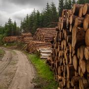 Northern Ireland's conifer planting rate lags behind its broadleaved species