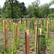 Over 3,300 native trees have been planted by over 600 volunteers, using new non-plastic and the more traditional tree guards.