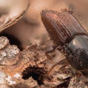 Any beetles blown over the English Channel into south-east England would have originated from a big outbreak occurring in a mountainous area of southern Belgium where there is a lot of Norway spruce