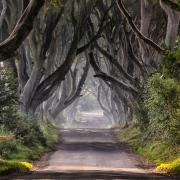 The Dark Hedges in Northern Ireland.