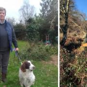 Caroline Leafe, 70, was walking along a deer track in Ashdown Forest when she was struck by the silver birch