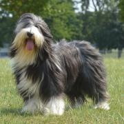 Our forester has not one but two bearded collies