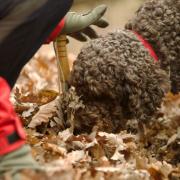 The purebred Lagotto Romagnolo is recognised as an expert truffle hunter.