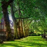 The significance of urban trees is understood by those making the decisions; they just can't prioritise them