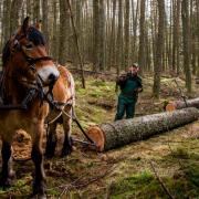 Visitors will be able to enjoy horse logging in action