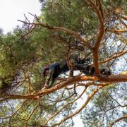 An arborist from the UK, now living and working in and around Oslo, Norway, Richard Rule made the move in 2017.