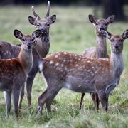 One of the pilot projects will focus on the problem of non-native Sika deer