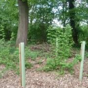 Attempts made in Furzefield Wood to plant English oak to maintain shade into the future failed because the seedling trees were planted too close to existing mature oaks. Oak does not ‘regenerate’ under its own shade.