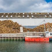 The discovery of the beetles has seen conifer log exports paused from Scotland into Ireland