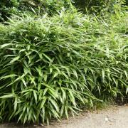 Clumping bamboo is safer than running bamboo, but not completely so.