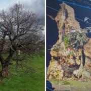 Left: Gaussian splat of a veteran oak, Tamworth. Right: Old Man of Calke in reality capture.