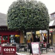 This holm oak planted some twenty years ago when this North London shopping plaza was built was appropriately and tastefully ‘pruned and sheared’ to suit the situation.