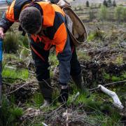 Could we be planting improved species?