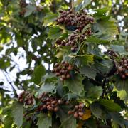 There are only 16 recorded Sorbus torminalis, commonly known as wild service trees or chequers, in Denbighshire.