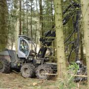 Forestry Commission contractors harvesting superb Norway spruce in the Surrey Hills, March 2015.