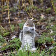 Our diarist  got more than he bargained for during a run-in with a grey squirrel