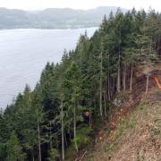 The long-running A82 steep-felling programme has posed significant challenges to forestry bosses