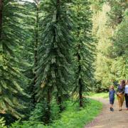 A collection of the ‘dinosaur trees’ is thriving at Wakehurst, Kew’s wild botanic garden in Sussex.