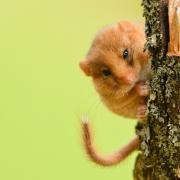 Hazel Dormouse or Muscardinus avellanarius.