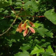 Winged fruits (samaras) of sycamore, modified for wind-dispersal, are instrumental in allowing the species to colonise substantial areas of ground.