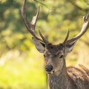 Red deer numbers have risen in Scotland