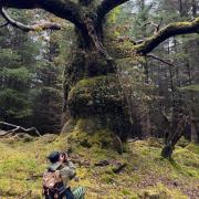 The unknown Dutch tree enthusiast takes a picture of the tree