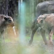 Two bison calves have been born to the herd at Blean Woods, near Canterbury, Kent