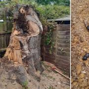 The tree stump, left, and some of the beetles