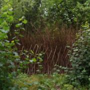 An example of Carolyn and Hugh's dead hedging in their woodland in Northamptonshire. ​