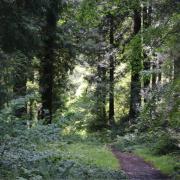 Gwydir Forest, one of the woodlands managed by Natural Resources Wales