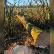 The tree fell onto the worker, who had been standing in a nearby bridle path