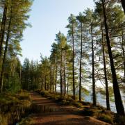 Our diarist believes the UK's tree of the year should be in good health