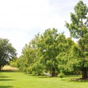 Off the car park turning circle, an avenue of deciduous dawn redwoods (Metasequoia glyptostroboides), planted 22 years ago, has been growing for moments like these, when sunlight turns swathes of linear branchlets a shimmering yellow-green.