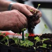 The Woodland Trust is calling for the UK's tree nurseries to be given continued support