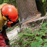 Public Liability Insurance for Arborists & Forestry Contractors