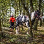 Horses are being used for logging as part of electricity networks in Scotland