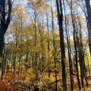 Aspens were once common in Scotland but have now largely disappeared as a result of deforestation and overgrazing