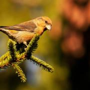 So many species of birds have been shown to thrive among the trees