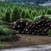 Garrocher Farm regularly supplies Christmas trees to 10 Downing Street and The Ritz Hotel.