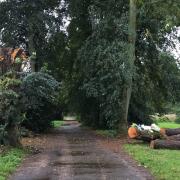 The area in The Carrs, a woodland area in Wilmslow, Cheshire where Chris Hall was hit by a limb of a tree